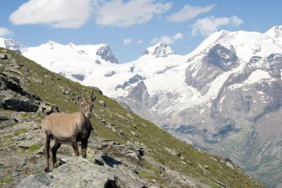 stambecco monterosa