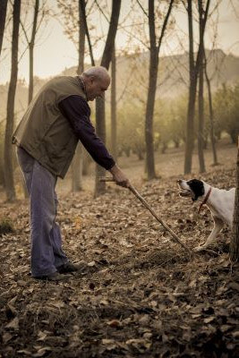 ricerca del tartufo